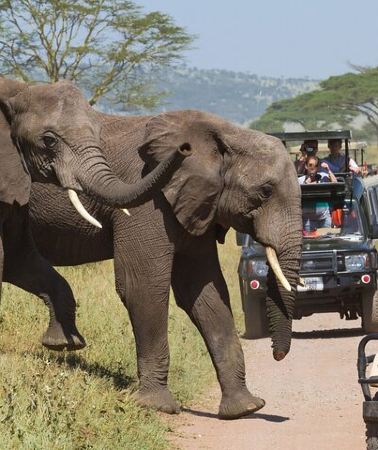 3D2N • 3 Days and 2 Night Maasai Mara Group Safari Tour