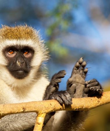 3D2N • 3-Day Kibale Forest Chimpanzee Tracking Private Safari