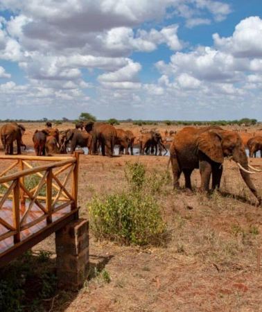 4D3N • Mombasa: 4-Day Tsavo East, Taita Hills & Ngutuni Safari