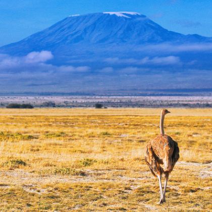肯尼亚+坦桑尼亚11日9晚拼小团