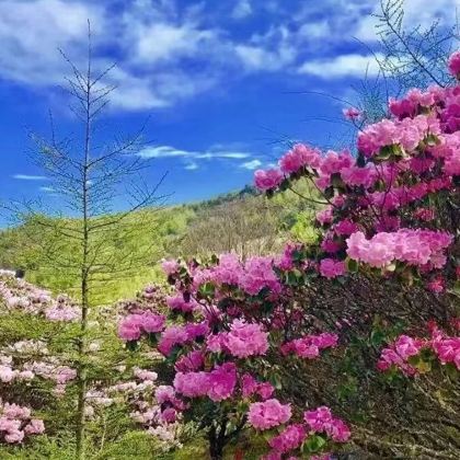 神农架+大九湖国家湿地公园5日4晚私家团