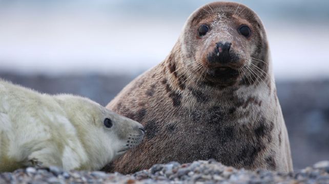 <15日>【出海观鲸×魔戒仙境】新西兰全景·奥克兰+基督城+凯库拉+皇后镇+蒂阿瑙、霍比特人村+出海观鲸+库克山+蒂卡波湖+企鹅归巢、烤羊腿+龙虾+黑金鲍+三文鱼餐(周三出发)
