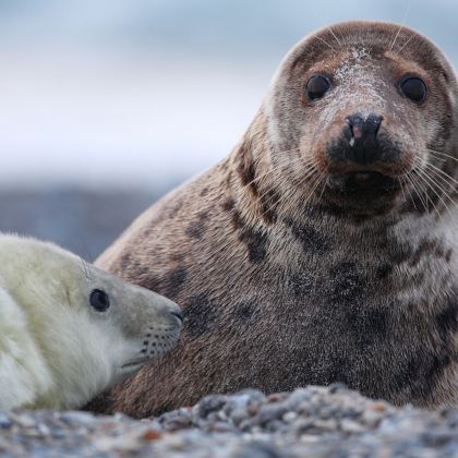 新西兰南岛+北岛15日跟团游