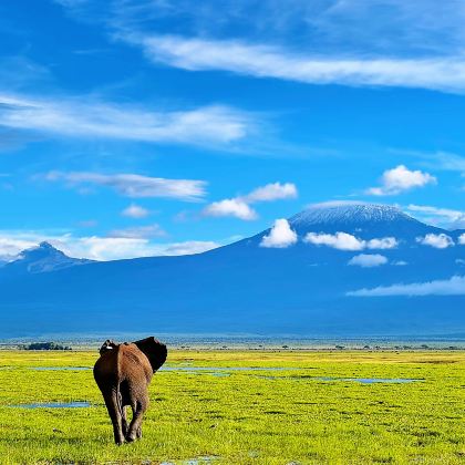 肯尼亚内罗毕+马赛马拉国家保护区+奈瓦沙湖+安博塞利国家公园+纳库鲁7日6晚跟团游