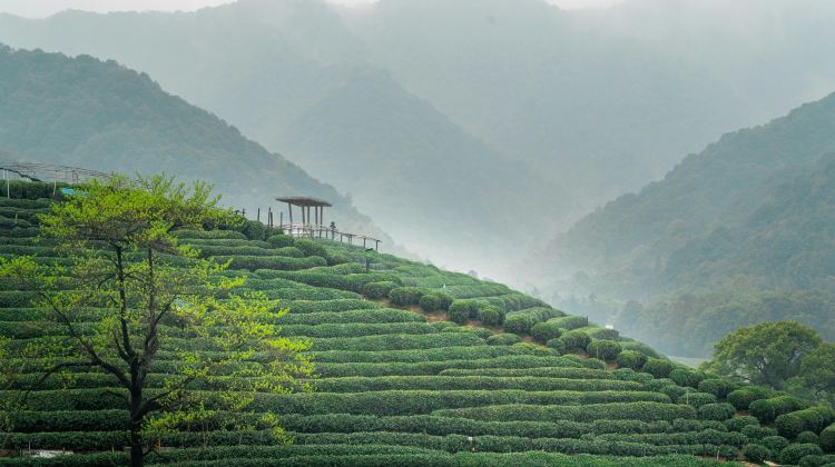 6D5N · Private Tours · Shanghai + Hangzhou +  Suzhou + Wuzhen  Click Custom Itinerary for Consultation . The itinerary is adjustable. Hotels can be replaced or excluded.