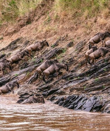 3D2N • 3-Days Masai Mara Group Safari with Maasai Village Visit