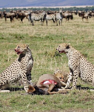 4D3N • 4 Day Serengeti Luxury Tented Safari from Arusha