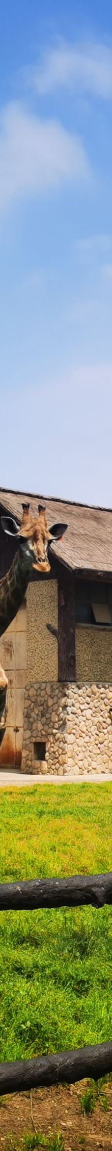 南昌动物园-南昌-荷马满宠