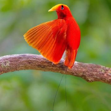 巴布亚新几内亚+新加坡+印度尼西亚15日12晚跟团游