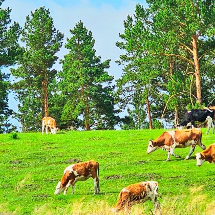 呼伦贝尔大草原+阿尔山+额尔古纳+满洲里7日6晚私家团