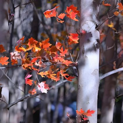 沈阳+本溪5日4晚私家团