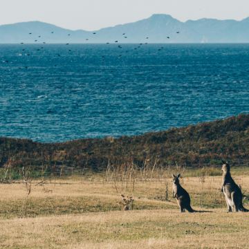 澳大利亚塔斯马尼亚12日10晚私家团