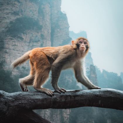 张家界+武陵源2日1晚跟团游
