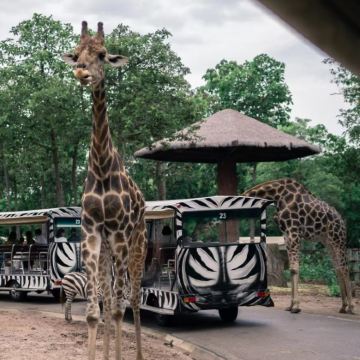 泰国清迈+曼谷7日6晚自由行