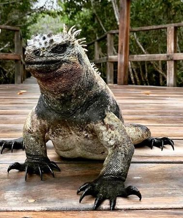 5D4N • 5 Day Galapagos Island Hopping Tour: Los Tuneles and Isabela