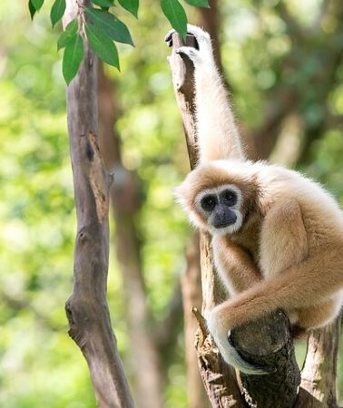2D1N • Gibbon Conservation and Cultural 2-Days Adventure