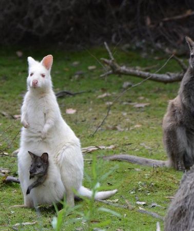 2D1N • 2 Day Tasmanian Highlights Tour - Bruny Island & Port Arthur