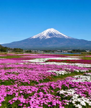 2D1N • 10-Hour Daily Private Car Charter: Tokyo + Mt. Fuji + Hakone + Izu ,10-hour daily private car charter + excluding admission fees and accommodation