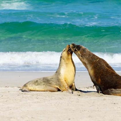 澳大利亚阿德莱德+袋鼠岛+莫纳托野生动物园+芭萝莎4日3晚跟团游