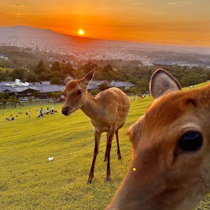 日本大阪+和歌山市5日4晚自由行