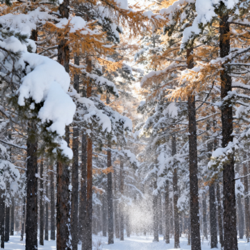 呼伦贝尔+额尔古纳+阿尔山7日6晚私家团