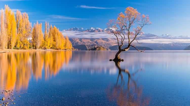 <6天>【舌尖上的南岛 | 含自由行】新西兰南岛东线·含三文鱼自助+毛利岩石烧烤、4大名湖(蒂卡波湖+普卡基湖+瓦卡蒂普湖+蒂阿瑙湖)、库克山+好牧羊人教堂+蓝眼企鹅归巢+可选米尔福德峡湾