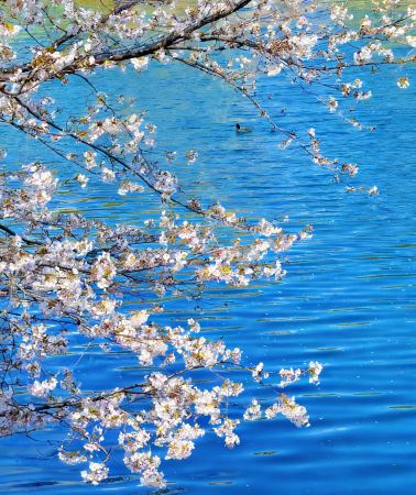 9D8N • Classic Kansai In-depth tour · Osaka + Kyoto + Kobe + Universal Studios Japan