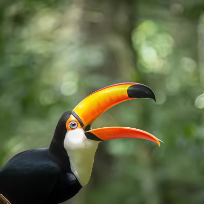 巴西+秘鲁+智利+乌拉圭+阿根廷24日20晚跟团游