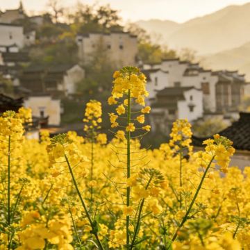 江西南昌+庐山风景名胜区+婺源+望仙谷+景德镇+三清山风景区6日5晚自由行