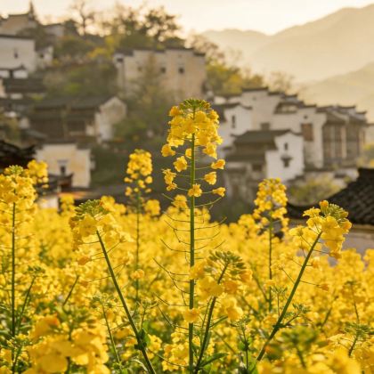 江西南昌+庐山风景名胜区+婺源+望仙谷+景德镇+三清山风景区6日5晚自由行