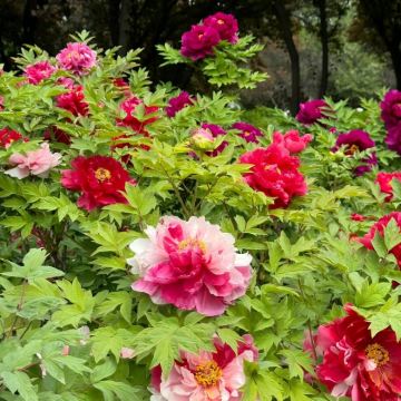 郑州+河南博物院+清明上河园+《大宋东京梦华》演出+龙门石窟+少林寺+白马寺4日3晚私家团