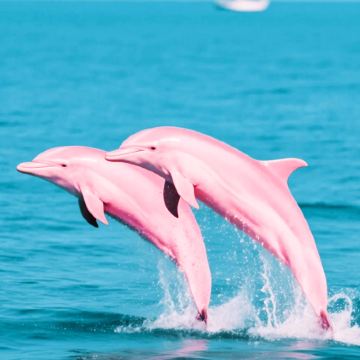 广西南宁+百色+崇左+钦州+北海+涠洲岛6日5晚拼小团