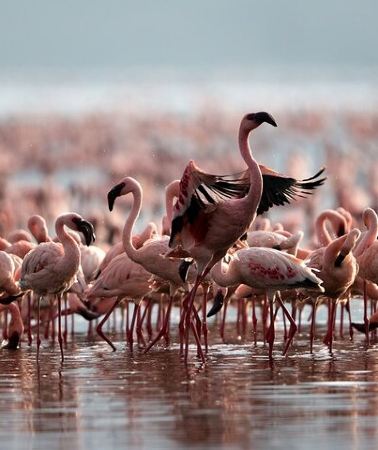 6D5N • 6 Days The Best of Tanzania Safari