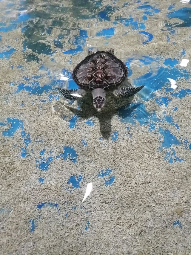 邯郸·海洋世界旅行图片 5