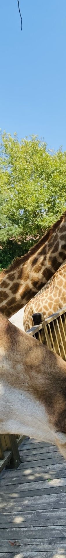 上海野生动物园-上海