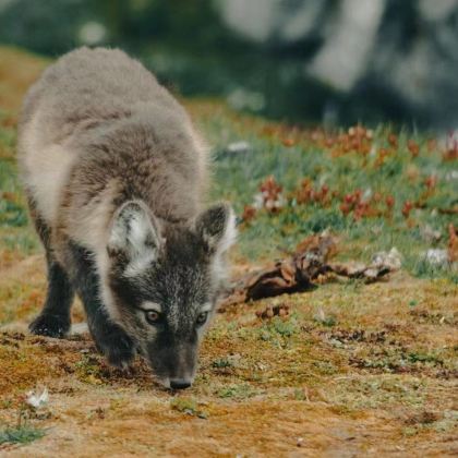 北极+斯瓦尔巴朗伊尔城+芬兰赫尔辛基13日跟团游