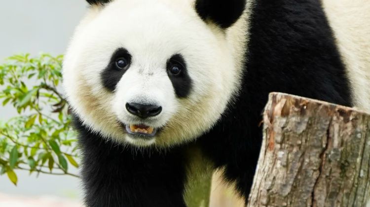 5D4N · Group Tours · Chongqing + Chengdu + Guanghan + Sanxingdui Museum + Chengdu Research Base of Giant Panda Breeding