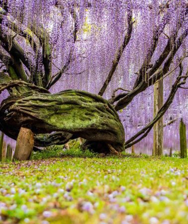 5D4N • Fukuoka Kyushu highlight tour: Kokura Castle + Mojiko Retro + Yufuin Onsen + Usa Shrine + Hita Old Town + Yanagawa River Cruise: Airport Transfer Included