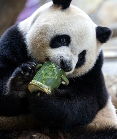 5D4N • Guangzhou + Zhuhai + Chimelong Safari Park + Zhuhai Chimelong Ocean Kingdom