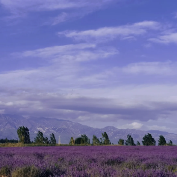 新疆乌鲁木齐+伊犁7日6晚自由行
