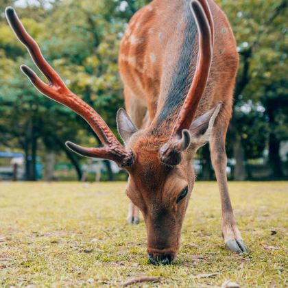 神农架+恩施市+恩施大峡谷+交运两坝一峡游船7日6晚自由行