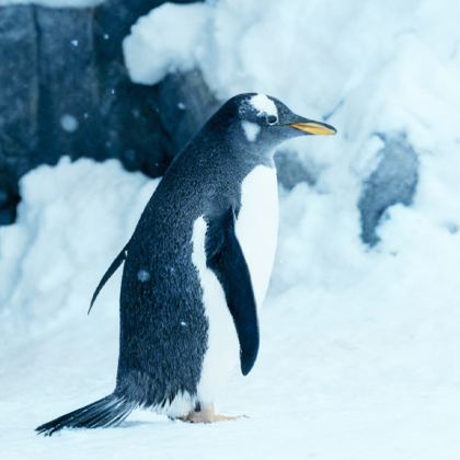 日本4日3晚跟团游