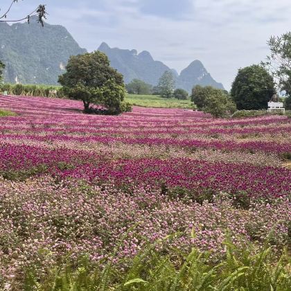 广西崇左+德天跨国瀑布景区+通灵大峡谷+靖西+宁明3日2晚拼小团