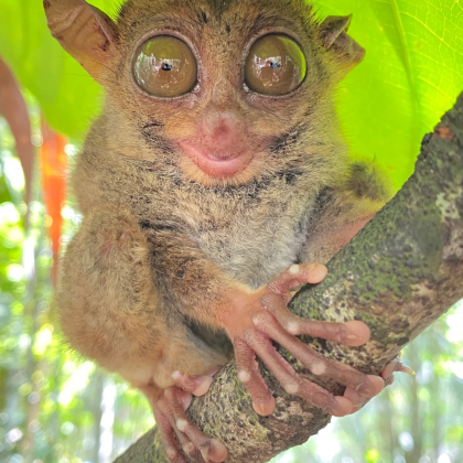 菲律宾马尼拉市+宿务+薄荷岛7日6晚私家团