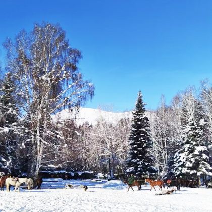 新疆乌鲁木齐+北疆+喀纳斯景区+禾木风景区7日6晚私家团