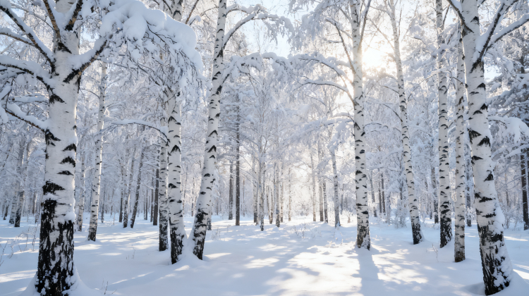 5-Day Mini group of up to 8 people,Harbin + Mohe + Arctic Village