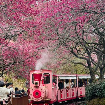 龙岩洪坑土楼民俗文化村+永福台品樱花茶园2日1晚私家团