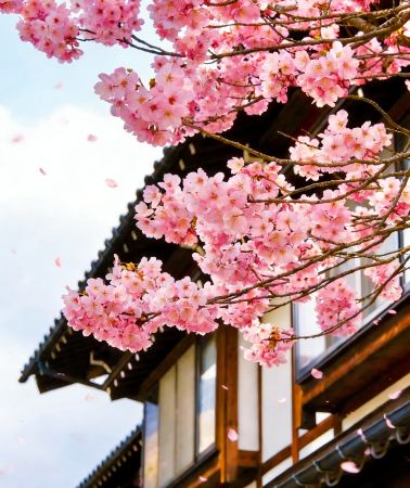 2D1N • Japan + Shirakawa Village + Tateyama
