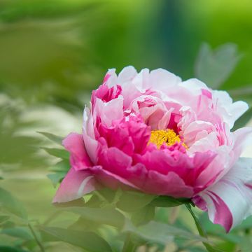 河南洛阳+老君山景区+龙门石窟+白马寺+少林寺4日3晚私家团