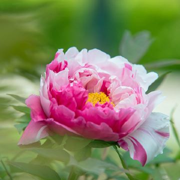 河南洛阳+老君山景区+龙门石窟+白马寺+少林寺4日3晚私家团